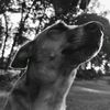 newar.boucha.5