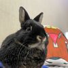 ori_bunny