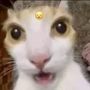 juhica_