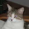 tefiktasdemir