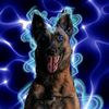 malinois.wolf123