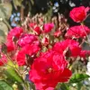 hajer.ceres