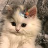 cutiefluffymilk
