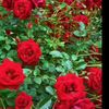 tadyahmed7
