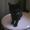 a_random_dev_tt