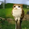 chloelewis354