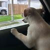 bobthebigfish6