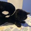 leo_the_black_cat