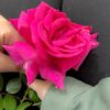 youarethelove7