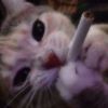 izzy_garf