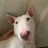 fabio_brgl