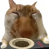 tamlyyeu