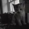 dishnw