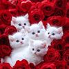 cuteayesha.mano12