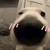 kesieu_cte