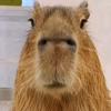 _capybara69420_