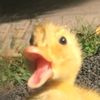 babatheduck1