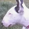 bullfather38