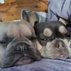 frankytillynugget