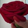 aydan23457737