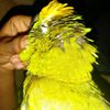 .lorito31
