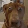 woofwooftoo