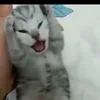 fazryalzaky