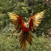 rolex_the_macaw