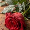 user432800946254i