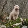 ilmondodeltartufo