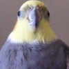 birb_person4