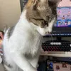 Bobberta