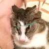 shrimpbouquet