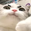 meonhounbox923