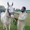 liaqat.dhillon