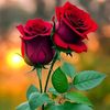 user7906081921186