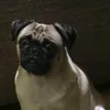 daisylepug2022