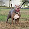 bigdawg6304
