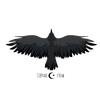 libya_crow