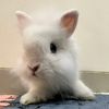 bellothelionheadbunny