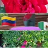 latinoseninglaterra