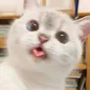 suphakonkhotchomp