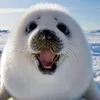 Канал seal land