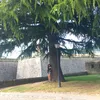 georgianaferaru73