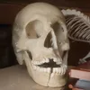 magic_froglove
