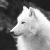 victorya.wolf