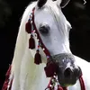 snyurgydrdw