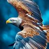 uzairafridi2917