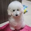 nw_hirothewhitepoodle