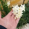 zaliha231